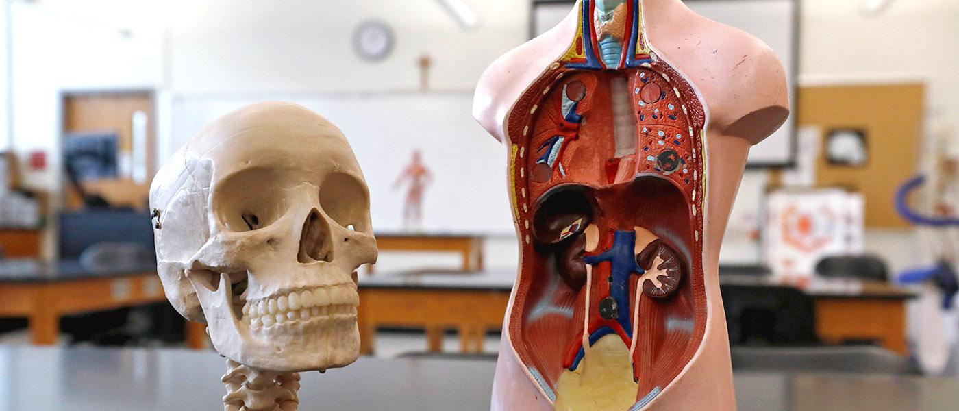 内脏和头盖骨教室解剖模型